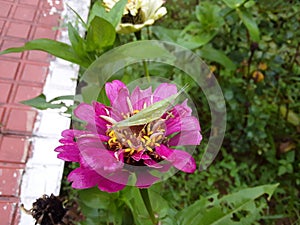 Sitting on the Fatiga Insects Animal Pink Daisy flower plant, Tineola bisselliellaÂ is a small moth.Tineola bisselliella, k